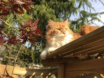'Adopt don't shop' - tell me about your rescue cats