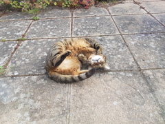 Next door's -thug- cat