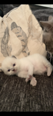 Talk to me about ragdolls