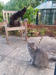 Next door's -thug- cat