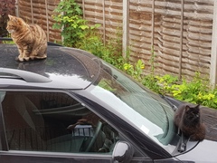 Next door's -thug- cat