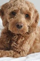 Would you choose a cocker spaniel or a cockapoo?