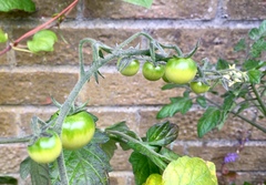 Any Witches Here? Part 8.