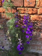 Is this a weed?