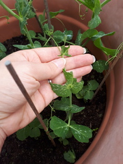 What is eating my vegetables:(