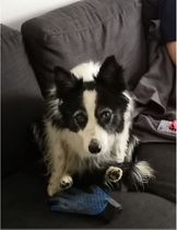 To adopt an 11 year old dog?