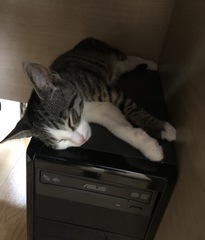Kitten blues...