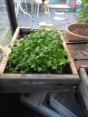 Allotment/Veg Patch Thread 14 ! growing into summer