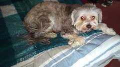 AIBU - would a dog make me happy