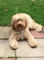 Would you choose a cocker spaniel or a cockapoo?