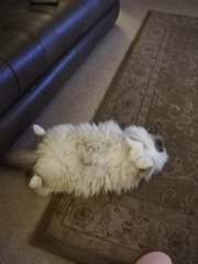 Picture of my fat cat on his back