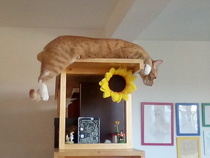 Best cat poses