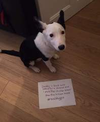 Shame your dog here