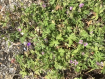 Wildflower or weed depending on your POV! Please help ID