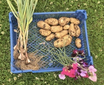Allotment/Veg Patch Thread 14 ! growing into summer