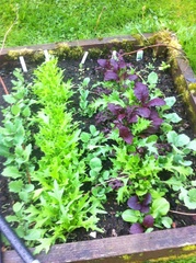 Allotment/Veg Patch Thread 14 ! growing into summer