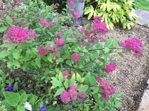 Flowering shrubs in full flower right now please