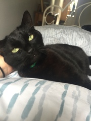 AIBU to think my cat is the cutest !