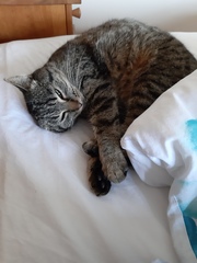 'Adopt don't shop' - tell me about your rescue cats