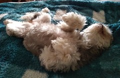 AIBU - would a dog make me happy