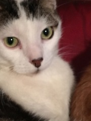 AIBU to think my cat is the cutest !