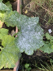 Mildewy courgettes