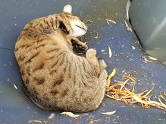 Next door's -thug- cat