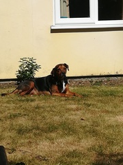 Very excited - adopting a dog