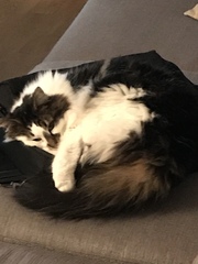 AIBU to think my cat is the cutest !