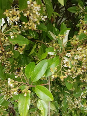 Help me identify our 'bee tree'