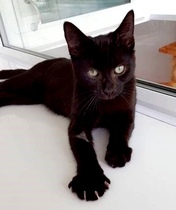 'Adopt don't shop' - tell me about your rescue cats