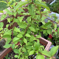 Plant/weed identification