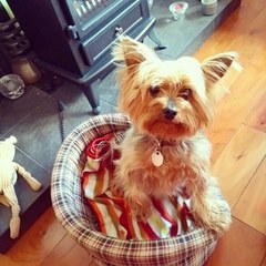 To adopt an 11 year old dog?