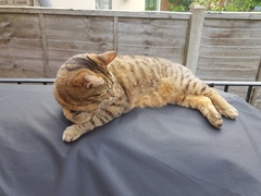 Next door's -thug- cat