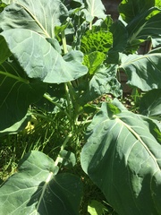 Please help us identify our veg plants (Mystery 1)