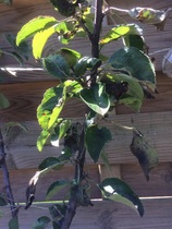 What is wrong with my apple tree?