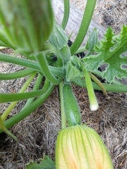 Allotment/Veg Patch Thread 14 ! growing into summer