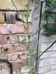 Mystery plant, wild flower maybe?