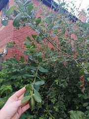 Please tell me what tree this is!