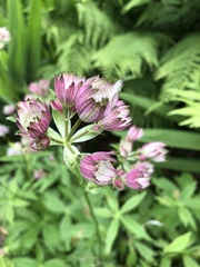 Plant identification