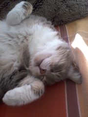 Best cat poses