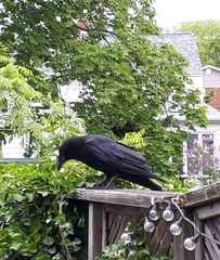 Do you feed the birds, and do they recognize you?