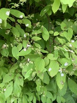 Plant ID please