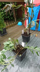 Is my alstromeria dead?