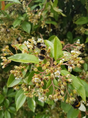Help me identify our 'bee tree'