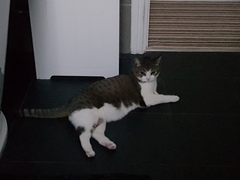 AIBU to think my cat is the cutest !