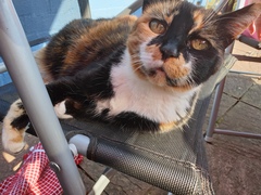 AIBU to think my cat is the cutest !