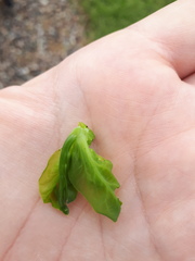 What is eating my vegetables:(