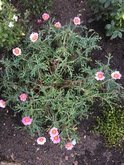 Have I killed my lovely new daisy plant? Please help (photos attached)