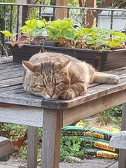 Next door's -thug- cat